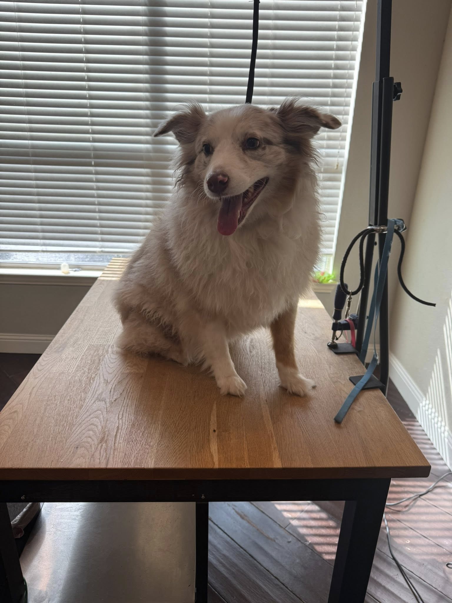 Sheltie on grooming table