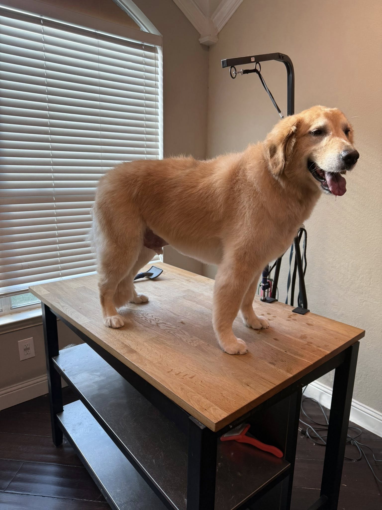 Golden Retriever standing proud after grooming