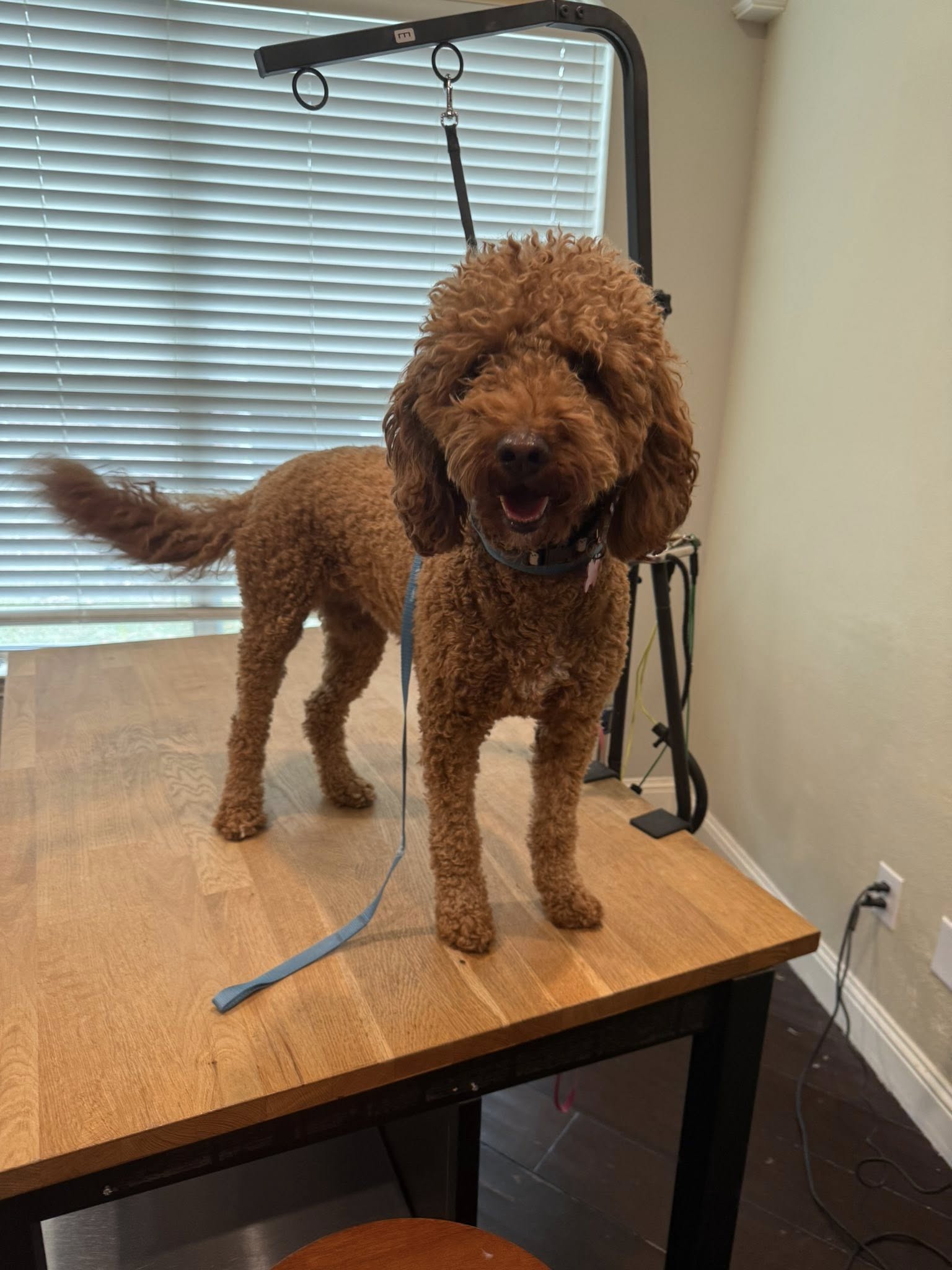 Goldendoodle on grooming table