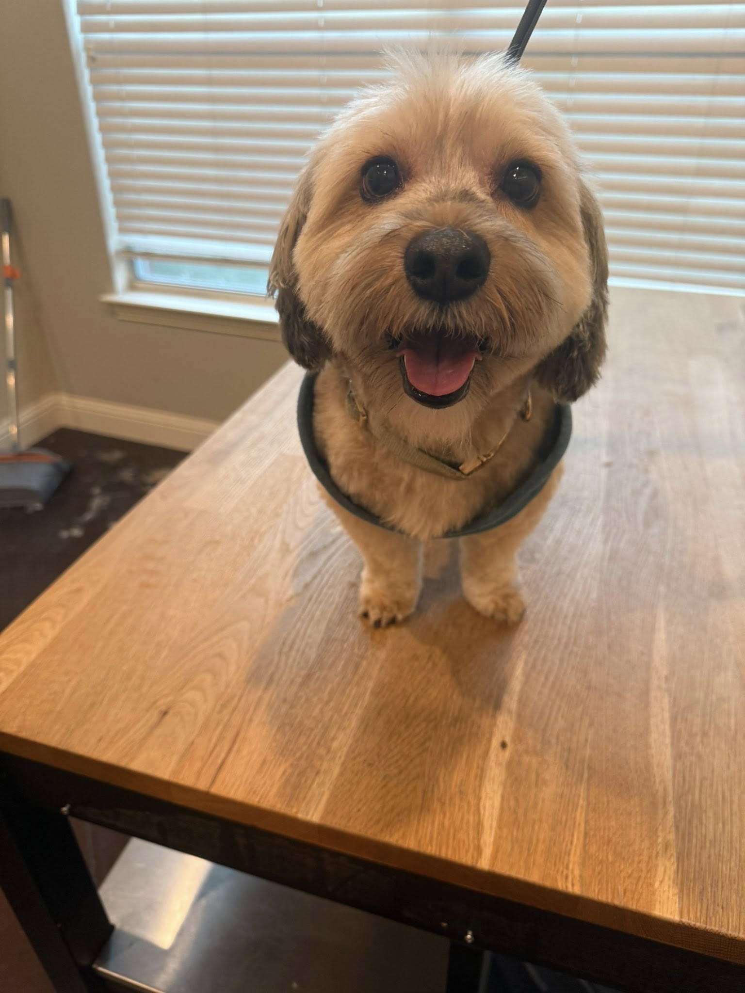 Happy groomed dog at Spaw Day