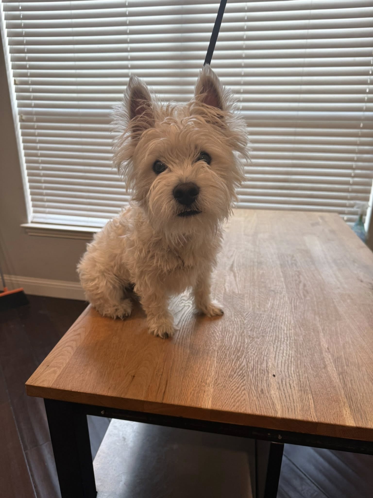 West Highland Terrier before grooming